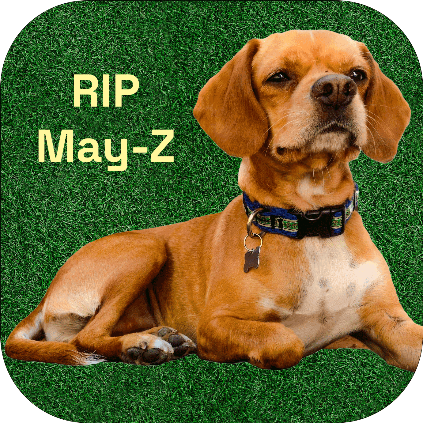 May-Z the puppy
